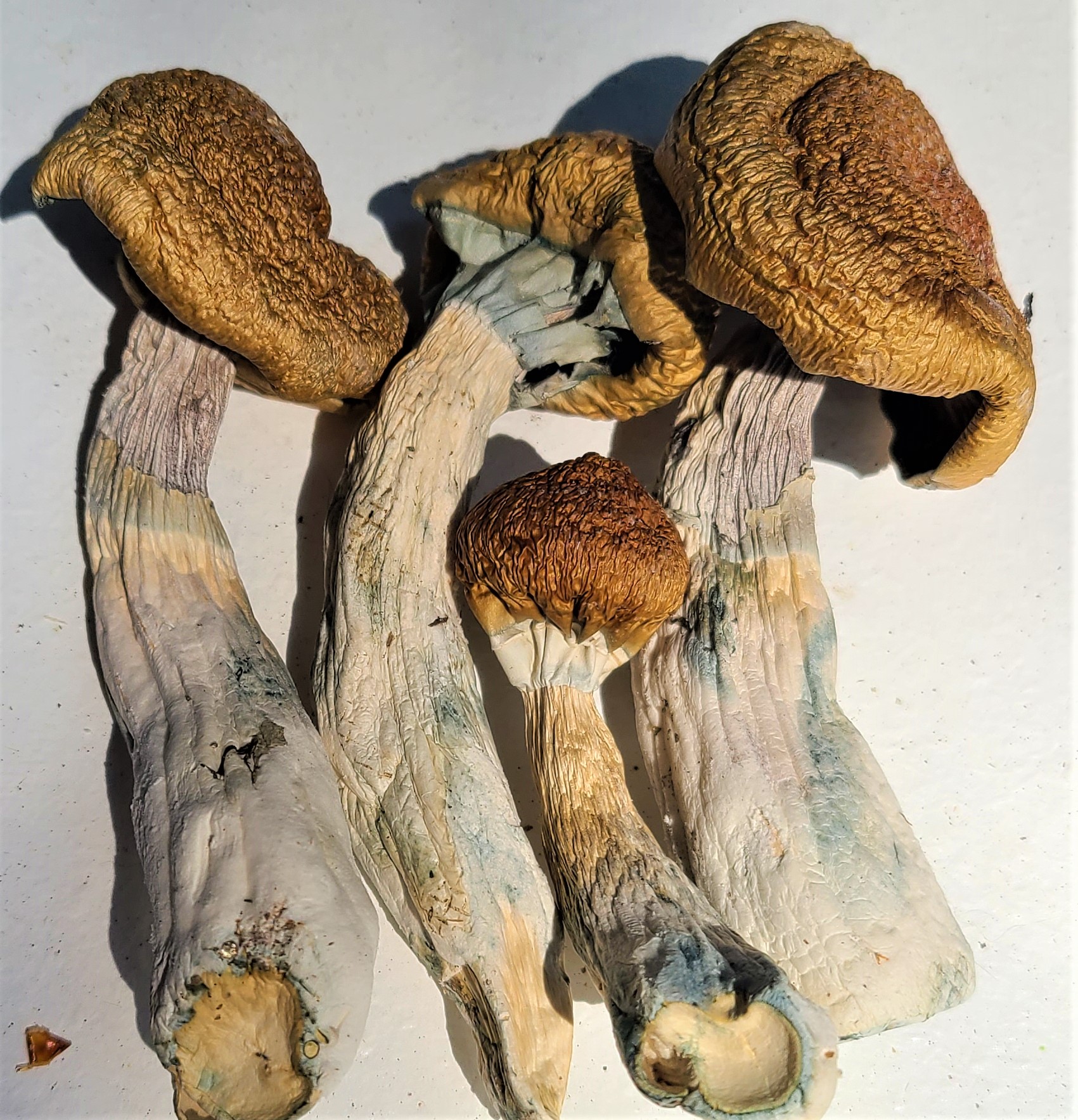 Hillbilly Mushrooms 7g - OMD